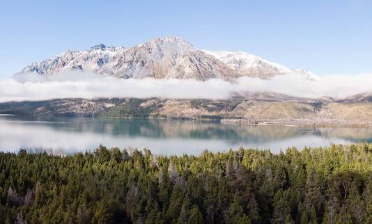 DALE VIDA A TU ARBOLITO DE NAVIDAD
